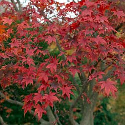 Arce japons 'Bloodgood'